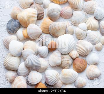 Coquilles sur un fond clair . Article sur les vacances. Les coquillages de mer reposent sur un fond clair Banque D'Images