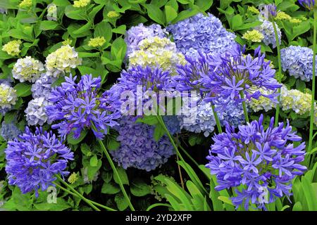 Lis bleu (Agapanthus afrikanus) gros plan, fleur, île de Madère Banque D'Images
