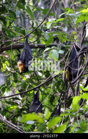 Une colonie de chauves-souris aux fruits spectaculaires qui perdure pendant la journée dans le parc naturel de Port Moresby. Banque D'Images