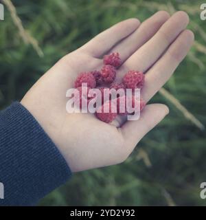 Rétro style Healthy Eating concept image d'Un enfant tenant des framboises sauvages Banque D'Images