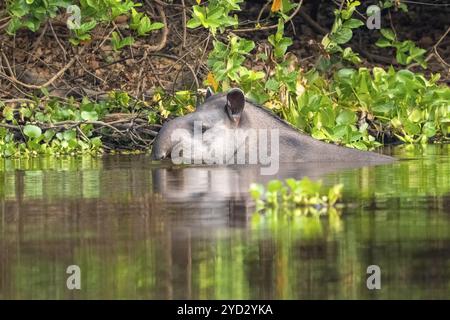 Tapir de plaine (Tapirus terrestris), baignades, Pantanal, terres humides, réserve de biosphère de l'UNESCO, site du patrimoine mondial, biotope des zones humides, Mato Grosso, Bra Banque D'Images