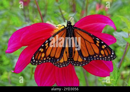 Papillon monarque (Danaus plexippus) noir orange marqué papillon, jardin Blandys, Funchal, île de Madère Banque D'Images