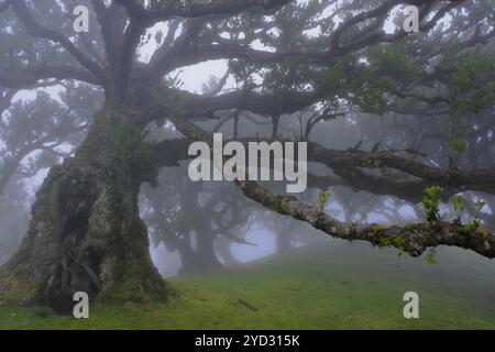 Forêt de Laurel (Laurisilva) site du patrimoine mondial de l'UNESCO, réserve naturelle, brouillard, feuillage persistant, village de Fanal 1236 m, Posto Florestal da Fanal, Madère Banque D'Images