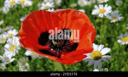 Pavot de maïs (Papaver rhoeas) gros plan, camomille, jardin, Grebenstein, Hesse Banque D'Images