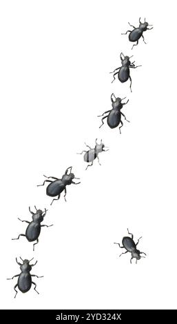 Creepy Crawly Black Beetles marchant dans Une ligne sur Un fond blanc Banque D'Images