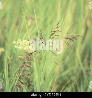 Rétro pastel filtre photo d'herbes printanières dans Un pré Banque D'Images