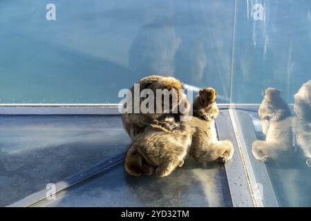 Un singe macaque barbaresque et un jeune délectant un autre singe sur la plate-forme d'observation Skywalk à Gibraltar Banque D'Images