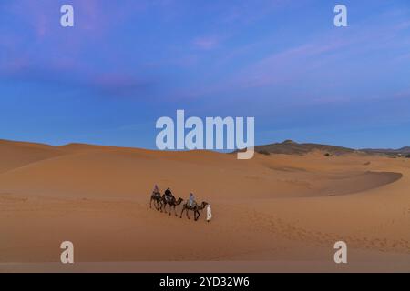 Merzouga, Maroc, 9 mars 2024 : guide berbère menant un groupe de touristes lors d'une randonnée dromadaire au coucher du soleil dans le désert du Sahara au Maroc, en Afrique Banque D'Images