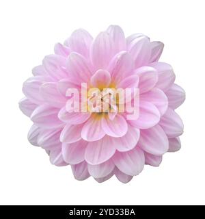 Belle fleur de Dahlia rose parfaite isolée sur FOND blanc Banque D'Images