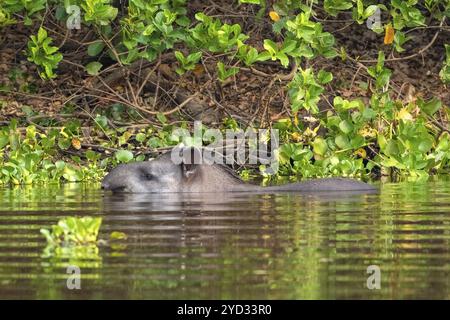 Tapir de plaine (Tapirus terrestris), baignades, Pantanal, terres humides, réserve de biosphère de l'UNESCO, site du patrimoine mondial, biotope des zones humides, Mato Grosso, Bra Banque D'Images