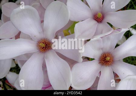 Magnolia tulipe (Magnolia soulangeana) gros plan, fleurs, jardin, Grebenstein, Hesse Banque D'Images