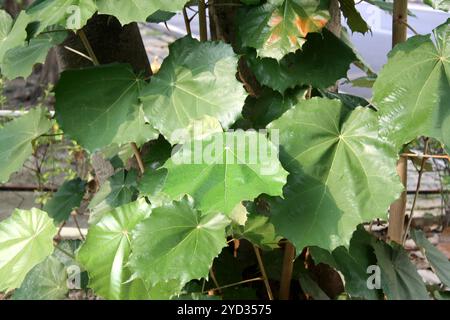 Photo montrant la face supérieure des feuilles de l'arbre Bayur (Pterospermum acerifolium). Banque D'Images