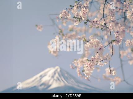 Mont Fuji au Japon encadré de fleurs pastel Retro Pink Cherry Blossom pour le printemps, avec Copy Space Banque D'Images