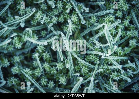 Résumé fond de gouttelettes d'eau gelée sur l'herbe givrée en hiver Banque D'Images