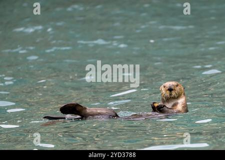 Une loutre de mer (Enhydra lutris) nage sur l'eau et regarde dans la caméra, Seward, Alaska, USA, Amérique du Nord Banque D'Images