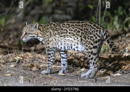 Ocelot (Leopardus pardalis), la nuit, debout sur le sol et à l'écoute, Pantanal, intérieur des terres, zone humide, réserve de biosphère de l'UNESCO, site du patrimoine mondial Banque D'Images