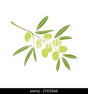 Branche d'olivier avec des fruits verts, isolé sur fond blanc. Illustration vectorielle Illustration de Vecteur