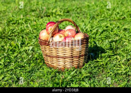 Panier en osier en bois avec des pommes fraîches mûres Banque D'Images