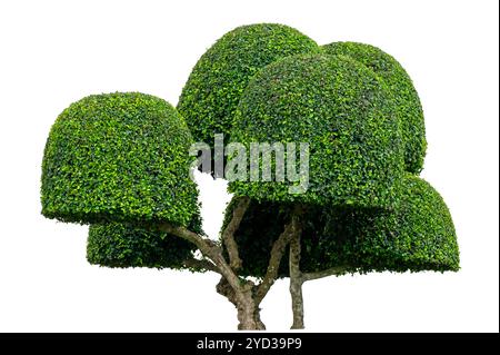 Les plantes ornementales isolent l'arbre isolé, la plante de maison sur le pot de ciment gris, la plante maquette decoration.green buisson isolé sur fond blanc. Banque D'Images