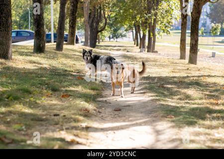 Deux chiens ludiques courent énergiquement le long d'un chemin de terre sinueux dans un magnifique parc rempli d'arbres et d'herbe verte luxuriante Banque D'Images