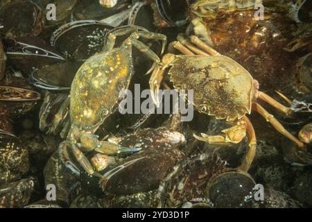 Une paire de crabes zélandais d'eau salée froide sur de nombreuses coquilles de moules dans le site de plongée néerlandais. Crustacés sous-marins crustacés faune sauvage dans la nature Banque D'Images