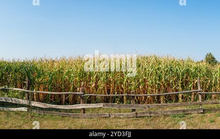 Un champ de maïs avec une clôture en bois par temps clair. Une clôture en bois rustique entoure un grand champ de maïs sous un ciel bleu vif, accentuant un rur paisible Banque D'Images