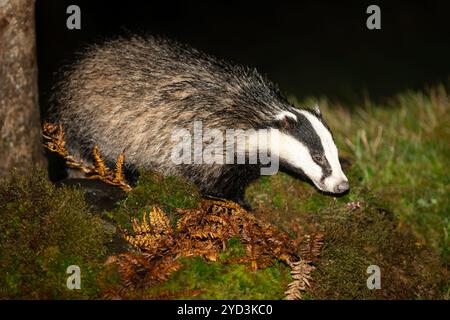 Blaireaux, nom scientifique : Meles Meles. Blaireau sauvage, indigène, européen en automne, buvant dans la mousse verte et saumâtre. Face à la droite. Gros plan. Scottis Banque D'Images