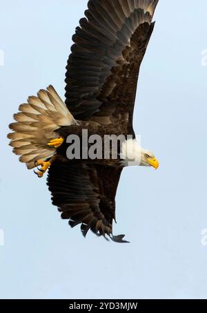 Chasse à l'aigle chauve, alerte, vol bas au-dessus de la cime de l'arbre contre le ciel bleu clair. Banque D'Images