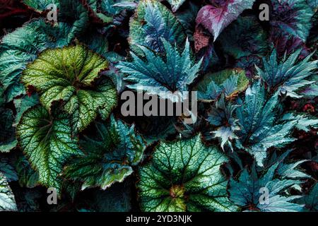 Feuille de plante colorée, bégonias argentés dans un jardin d'hiver. Mystère bois de forêt profonde feuilles de plantes colorées. Banque D'Images