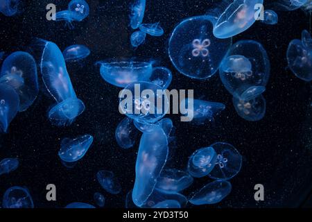 Gracieuse méduse translucide dérivant dans un aquarium bleu profond. Des teintes bleues et blanches douces illuminent leurs tentacules délicats et leurs corps en forme de cloche, cr Banque D'Images