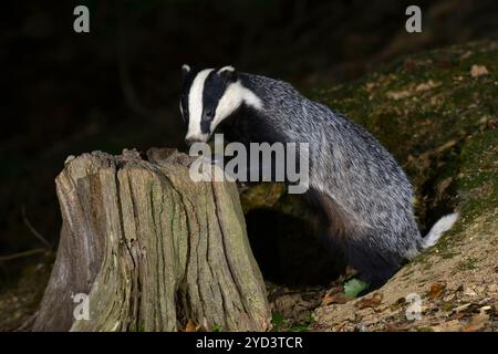 Blaireau cherchant un appât d'arachide sur la souche d'arbre. Conditions contrôlées. Dorset, Royaume-Uni juillet 2018 Banque D'Images