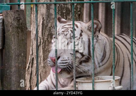 Majestueux tigre blanc capturé derrière les barreaux dans un environnement captif. Banque D'Images