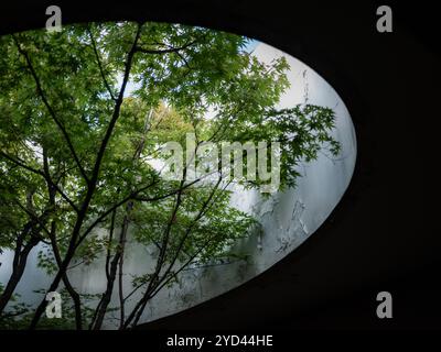 Un arbre à l'intérieur d'un bâtiment à Kyoto, au Japon. Banque D'Images