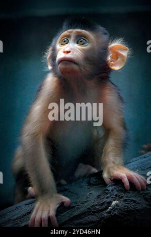 Bébé cochon macaque à queue, Bornéo Banque D'Images