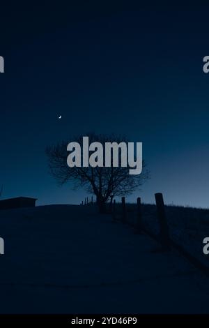 Arbre solitaire sous croissant de lune Banque D'Images