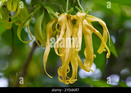 Vue rapprochée de la fleur jaune d'ylang-ylang fleurissant sur l'arbre Banque D'Images