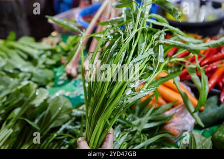 Vue rapprochée de la main tenant la gloire matinale dans le marché Banque D'Images