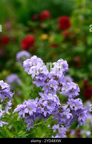 Campanula Lactisflora variété de Prichard,fleurs violet-bleu en forme de cloche,fleurs,fleurs,vivaces,jardin de cottage,jardins,RM Floral Banque D'Images