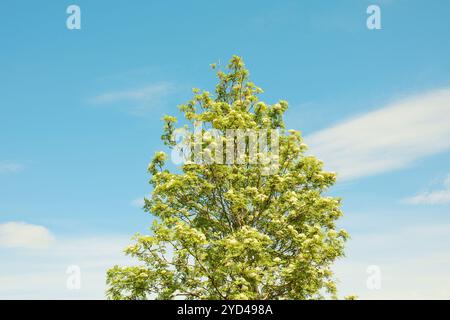 Arbre avec une nouvelle croissance fraîche sur les branches le jour ensoleillé Banque D'Images