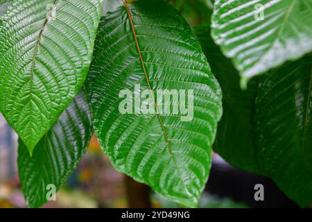 Vue rapprochée de mitragyna speciosa ou feuille de Kratom sur le terrain Banque D'Images