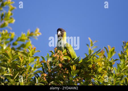 Conure à capuche noire dans un arbre Banque D'Images