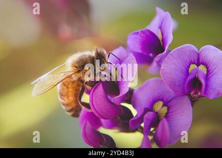 Abeille de miel assise sur la fleur violette Banque D'Images