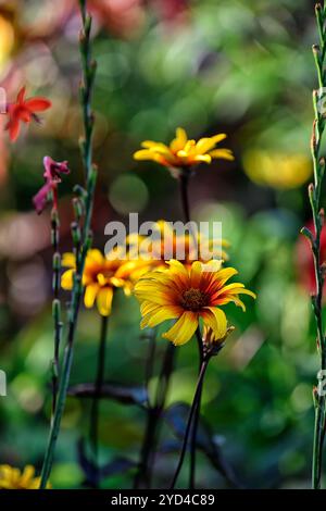 Heliopsis helianthoides var scabra coeurs brûlants,cuivre,orange,fleurs,fleur,jardin,jardins,RM Floral Banque D'Images