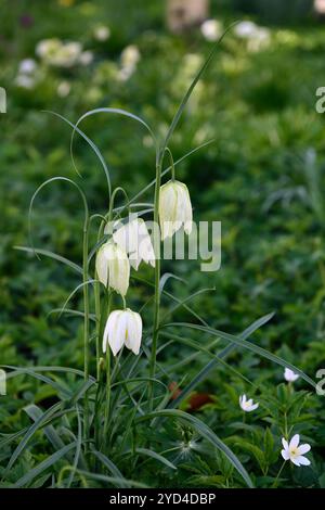 Fritilaria meleagris alba,frit à tête de serpents blancs,printemps dans le jardin,fleur blanche,fleurs,fleur,jardin,pelouse,naturaliser,RM Floral Banque D'Images