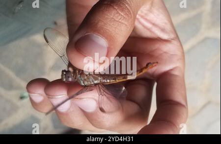 Skimmers tropicaux King (Orthemis) Banque D'Images