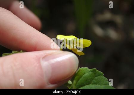 Violet jaune lisse (Viola eriocarpa) Banque D'Images
