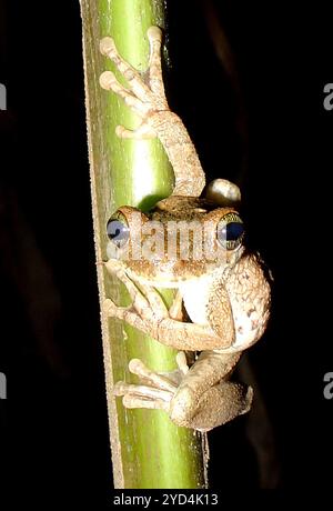 Grenouille à dos épineux de Manaus (Osteocephalus taurinus) Banque D'Images