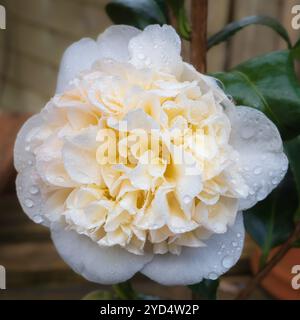Fleur blanche centrée jaune de l'arbuste ornemental à feuilles persistantes doubles Camellia japonica 'Brushfield's Yellow' Banque D'Images