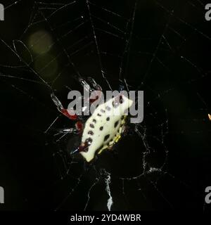 Shorthorn Kitespider (Gasteracantha sanguinolenta) Banque D'Images