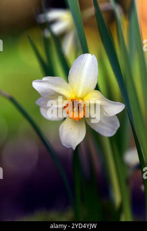 Narcissus cyclamineus Beryl, Division 6 six cyclamineus jonquille, coupe jaune orange, fleurs, fleur, floraison, jardin, jardins, RM Floral Banque D'Images